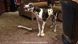 Great Dane Can't Help But Howl Along With His Squeaky Toy