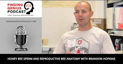Honey Bee Sperm and Reproductive Bee Anatomy with Brandon Hopkins