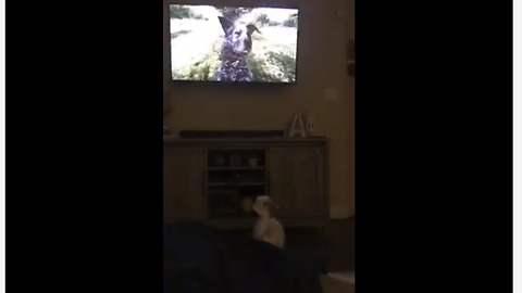 Dog fascinated by canine in video game