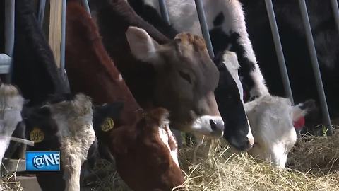 GoFundMe donations keep local dairy farm running
