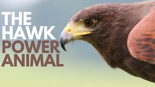 The Hawk Power Animal