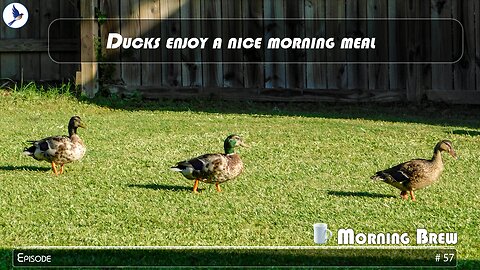 Ducks enjoy a nice morning meal