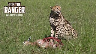 Cheetah Feasting | Maasai Mara Safari | Zebra Plains