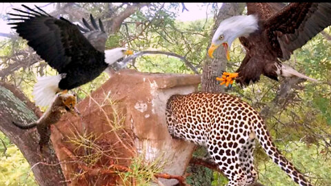 Survival Battle! Mother Leopard Hunts Eagles To Avenge Her Cubs - Animal World