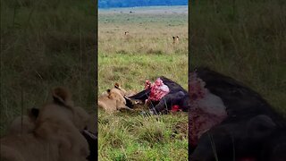 Paradise Lions Eating A Buffalo #shorts | #ShortsAfrica | #Augdailyshorts
