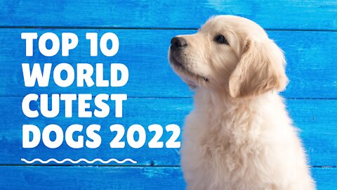 World Top Ten Cutest Dog breeds 2022