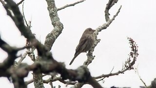 Riveredge Nature Center adapts to changes amid the coronavirus pandemic