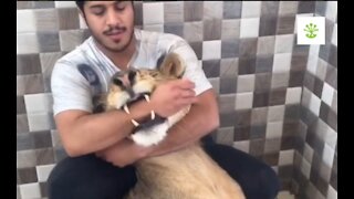 lion loves his owner so bad
