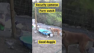 Dog doesn’t bother geese during feed time