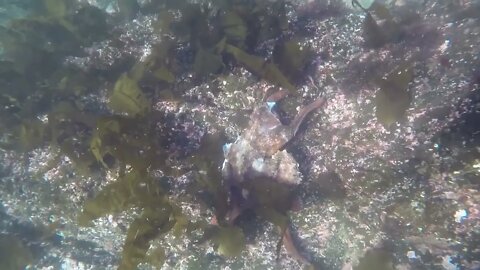 Free Diving for Giant Pacific Octopus in Sitka, Alaska-8