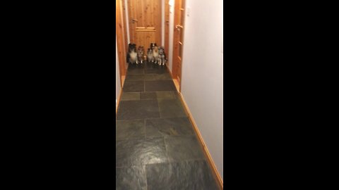 Obedient dogs line up for roll call, only come when called by name