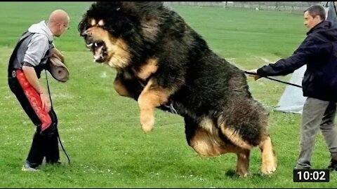 illegal dogs that are banned around the world.|| Biggest guard dogs in the world
