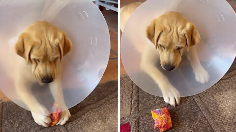 Pup With Protective Cone Adorably Struggles To Play With Toy