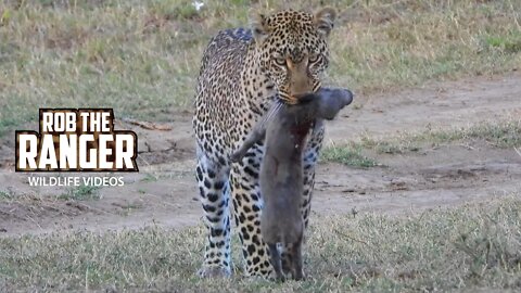 Leopard Carries A Warthog Piglet | Maasai Mara Safari | Zebra Plains