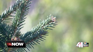 Local Christmas tree farm thriving