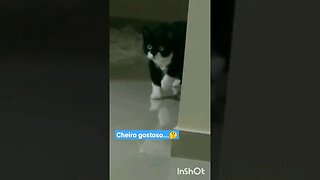 Gato Bartolomeu Tunico olhando a comida 😺😺