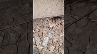 Hunting a MONSTER of a cockroach! #shorts #shortvideo