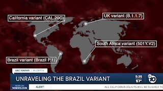 In Depth: What we know about the Brazil Variant