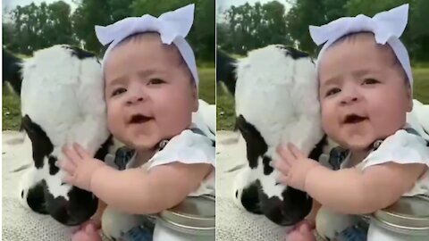 Cute baby hugs a calf