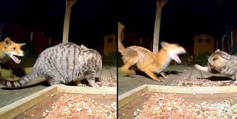 Cat and Fox Interaction Caught on Camera