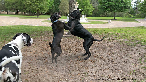 Great Danes and Friends Have Fun Dirty Dancing