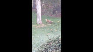 Fox out hunting for breakfast