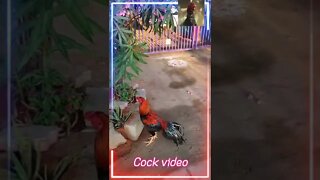 Cock video shorts,#Shorts,#Cock, #bird,#murga,#birdlovers , #animalNature & Creature World