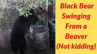 Black bear swinging from a beaver #shorts