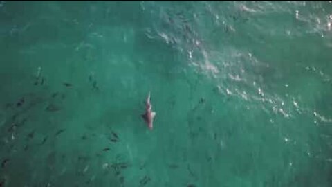 Tubarões são avistados em praia popular na Austrália
