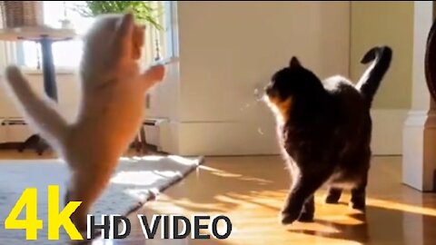 Top funny to cat short video play 4k HD