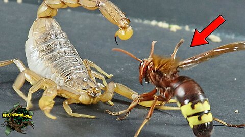 AWESOME! What would HAPPEN if a YELLOW SCORPION meets an ASIAN WASP?