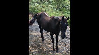 My Nervous Little Penny - our elderly stock horse, and our little cutie