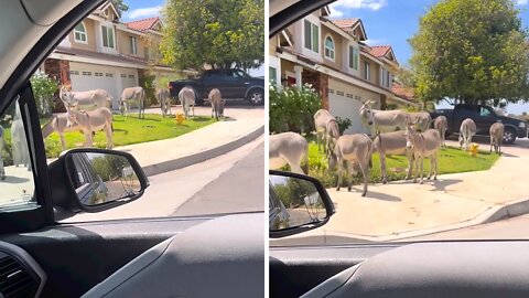 Friendly wild donkeys roam free around the neighborhood