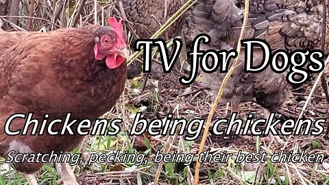 Dog TV - chickens kicking, scratching and just being chickens.