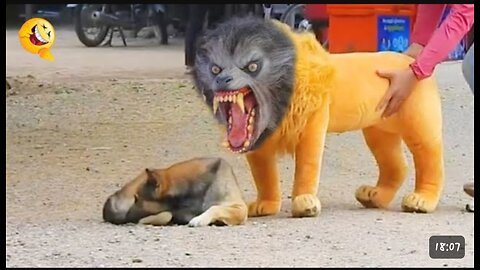 Troll prank Dog funny fake lion and fake Tiger Park
