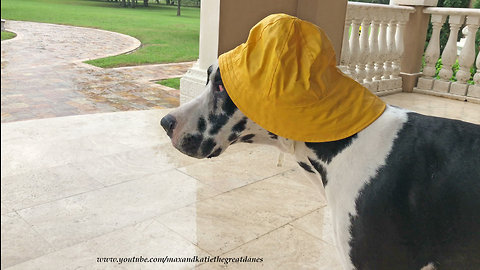 Great Dane not impressed with his rain hat