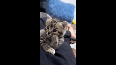 CUTE CAT VIDEO 🐱