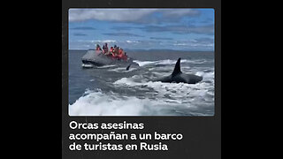 Turistas son acompañados por orcas asesinas