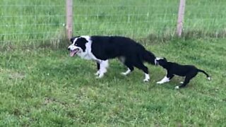 Puppy desperately clings to dog's tail!