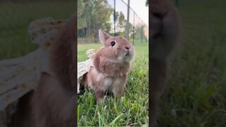Adorable Furry Friends: Cute Pets Compilation Video #shorts