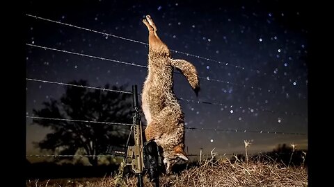 Coyote killed with 6.8 100gr Cutting edge Raptor bullet