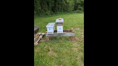 Our First Bees!