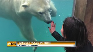 The Wildest Place in Town – The Buffalo Zoo