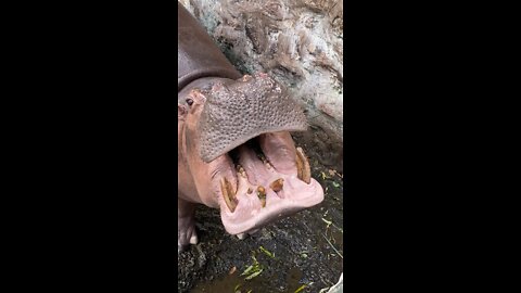 hungry hippo opens wide