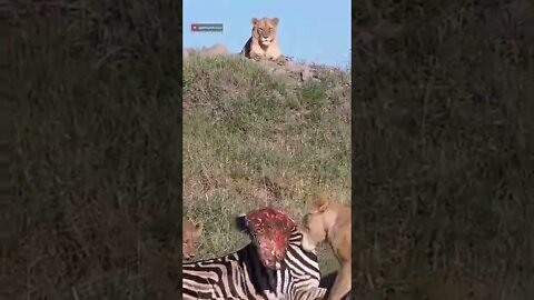 Powerful Lioness Moves A Zebra Carcass #shorts