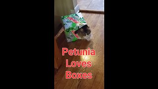 Petunia The Norwegian Forest Cat Loves Boxes