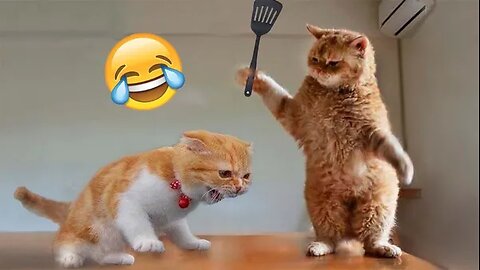 Hilarious Cats Doing Crazy Things - You Won't Stop Laughing!😂