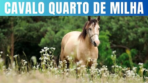 Cavalo Quarto de Milha Beleza, Velocidade e Elegância!