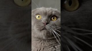 Vídeos mais engraçados 2022 😂 Diversão com gatos e cachorros 🐱🐶 Parte 10