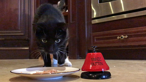 Funny Attempt at Training Cats With Dinner Bell